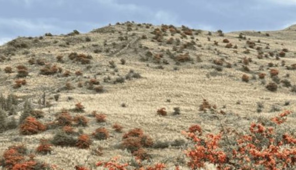 Ensayan método innovador para controlar plantas exóticas invasoras en pastizales serranos de&nbsp;Córdoba
