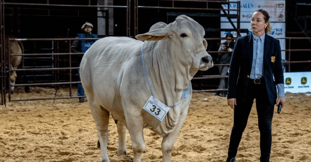 La “raza madre” Brahman brilla en Corrientes: Nueva Valencia se lleva los máximos&nbsp;premios