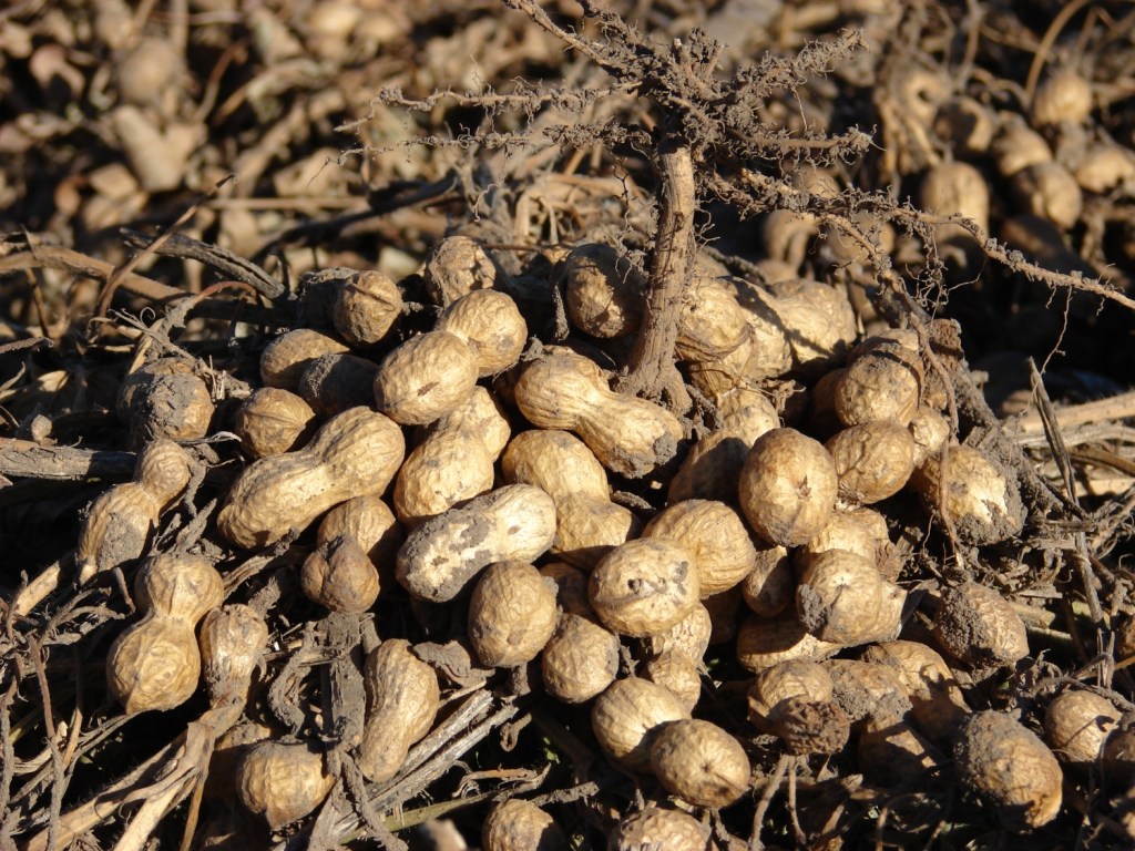 Innovación inteligente para el maní: llegó un adyuvante que combate y&nbsp;potencia