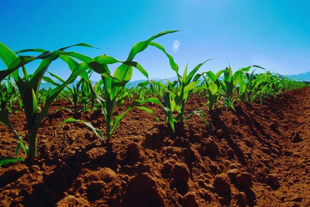 Argentina: Líder en prácticas agroindustriales sostenibles