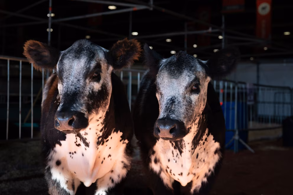 Speckle Park: la raza canadiense que llamó la atención en la Exposición&nbsp;Rural