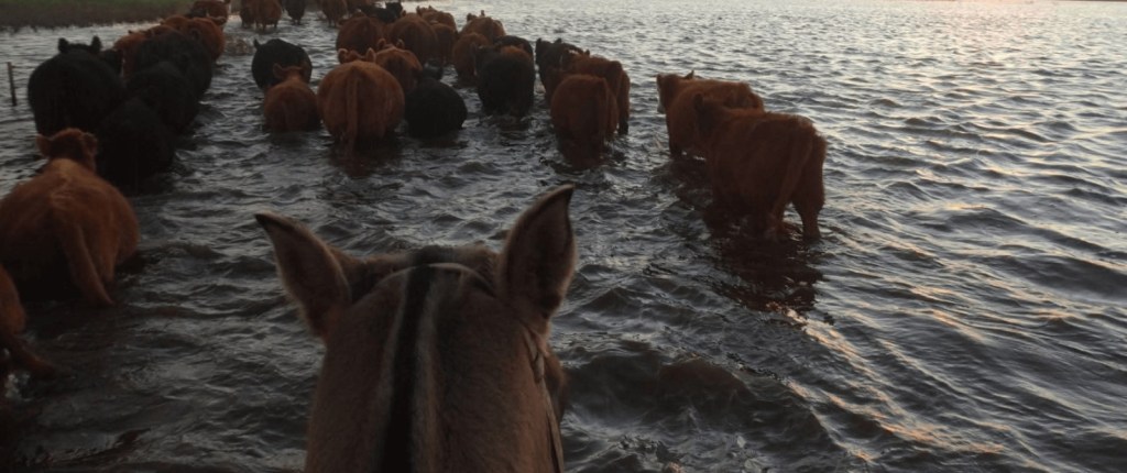 Inundaciones, tasas y maíz: el mercado ganadero se enfrenta a nuevos&nbsp;desafíos