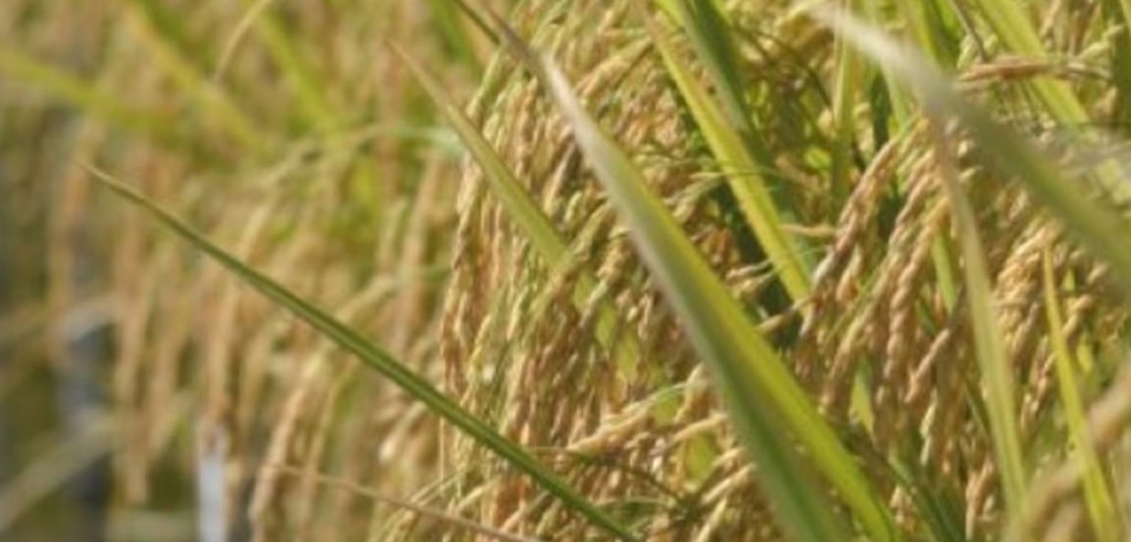 El arroz argentino alcanza su segundo mejor volumen en una década con un crecimiento del&nbsp;34%