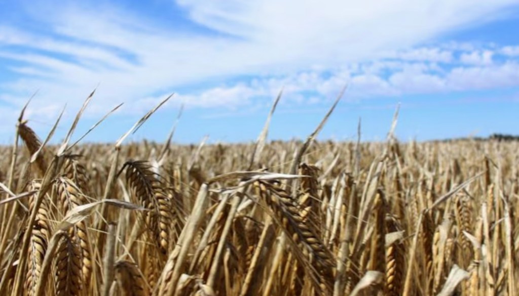 La deficiencia de zinc amenaza los cultivos de trigo y cebada en la región&nbsp;pampeana