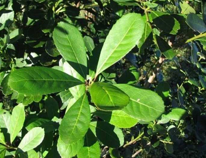 Control biológico en yerbales: los insectos que reemplazan a los&nbsp;agroquímicos