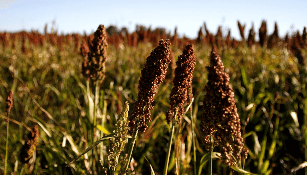 Auge en las exportaciones de cereales argentinos: Arroz, trigo y sorgos impulsan el comercio&nbsp;internacional