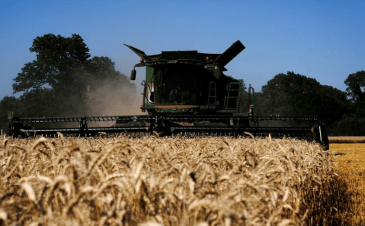 Avanza la cosecha de trigo y ya cubre el 5,3 % del área apta en el&nbsp;país