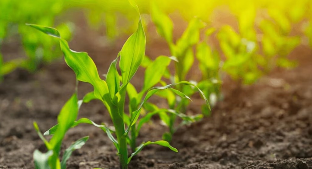 El Girasol Impulsa la Campaña: La Proyección de Siembra Crece a 2,7 Millones de&nbsp;Hectáreas