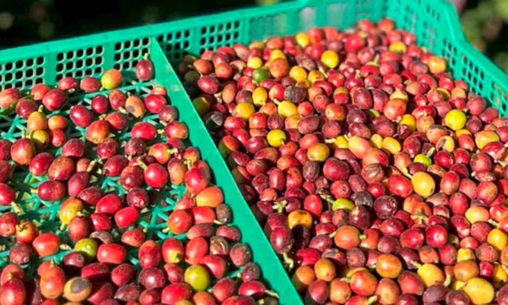 Tucumán Se Lanza como Nuevo Polo Cafetero Argentino con Fuerte Articulación Científica y&nbsp;Financiera