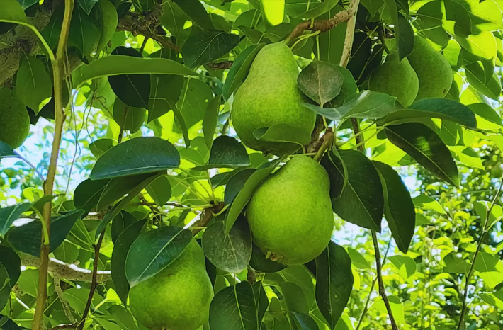 El frío impulsa la exportación de peras argentinas a&nbsp;México