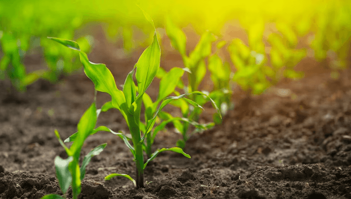 La siembra de maíz en Argentina alcanza el 35 % del área proyectada, afectada por lluvias en el sur&nbsp;bonaerense