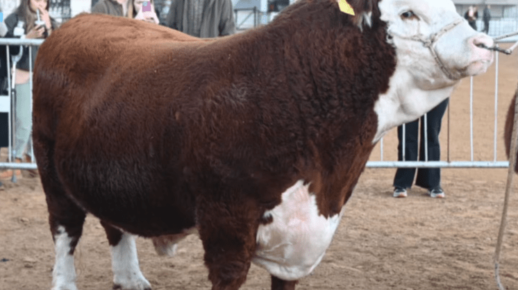 La venta de toros para mejora genética creció 15% en el segundo semestre de&nbsp;2025