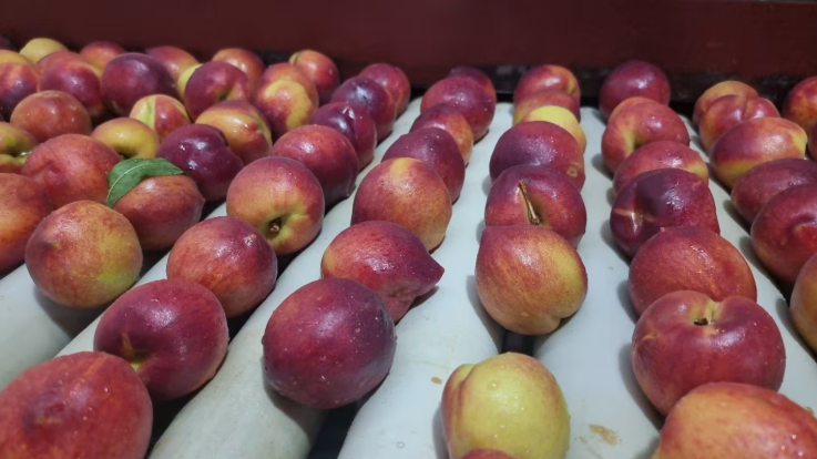 El INTA San Pedro lanzó al mercado una nueva variedad de durazno desarrollada en su programa de mejoramiento&nbsp;genético