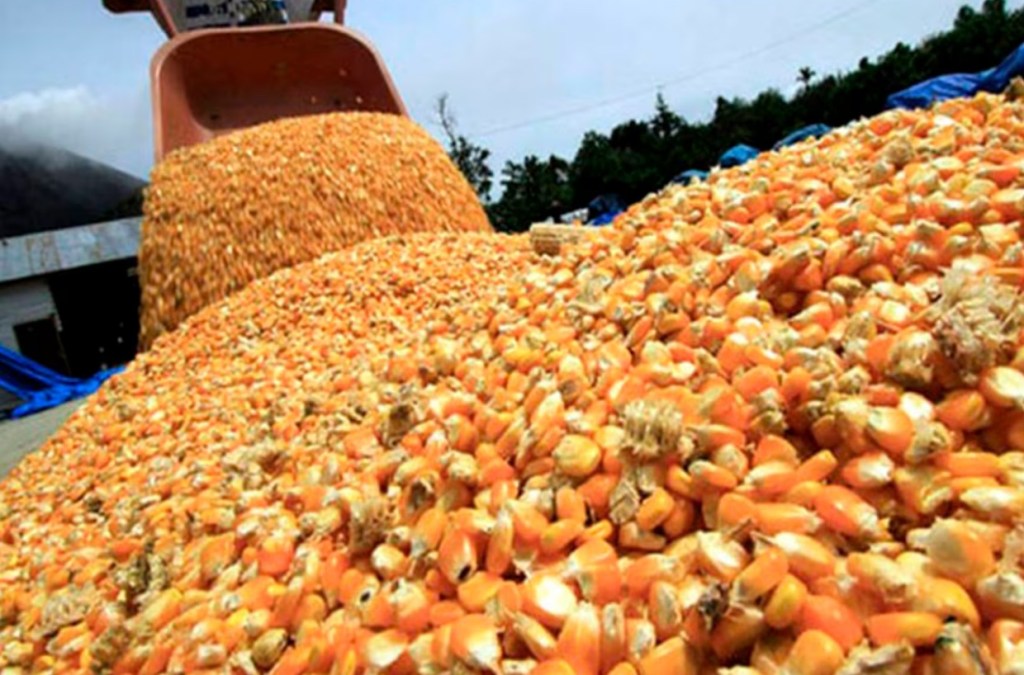 Maíz al alza: El mercado asiático y la creciente demanda de carne traccionan las exportaciones&nbsp;argentinas