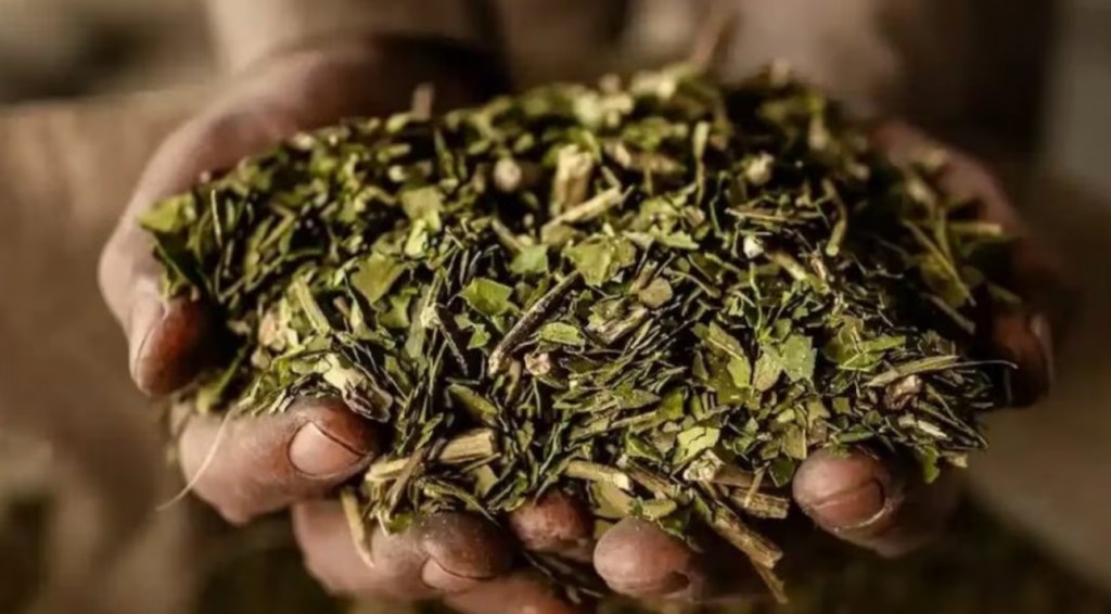 Mate sin fronteras: El sector yerbatero impulsa un plan estratégico para conquistar el mercado&nbsp;mundial