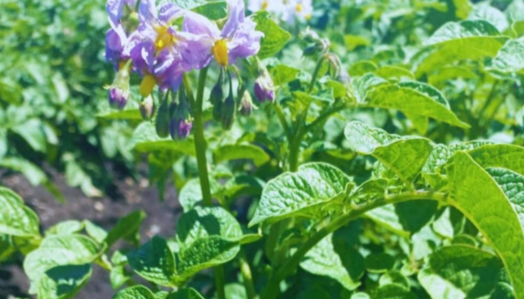 La revolución del snack: Llega la nueva variedad de papa argentina ideal para la industria de los&nbsp;chips