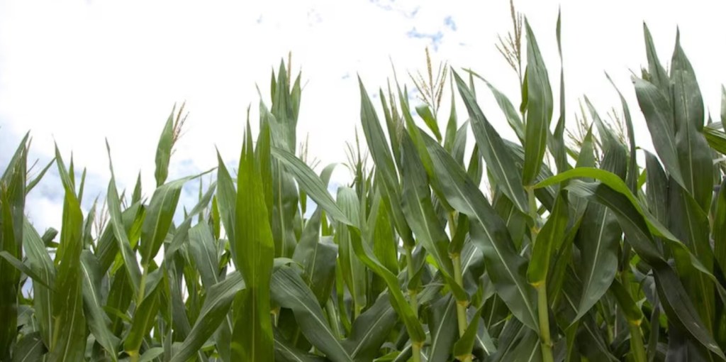 Contra la plaga: El maíz proyecta un escenario prometedor a pesar del desafío de la&nbsp;chicharrita