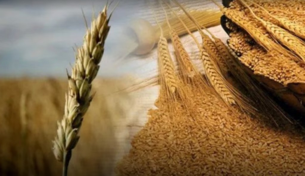 Doblete en La Pampa: Trigo y cebada en carrera para firmar una cosecha histórica de alto&nbsp;rendimiento