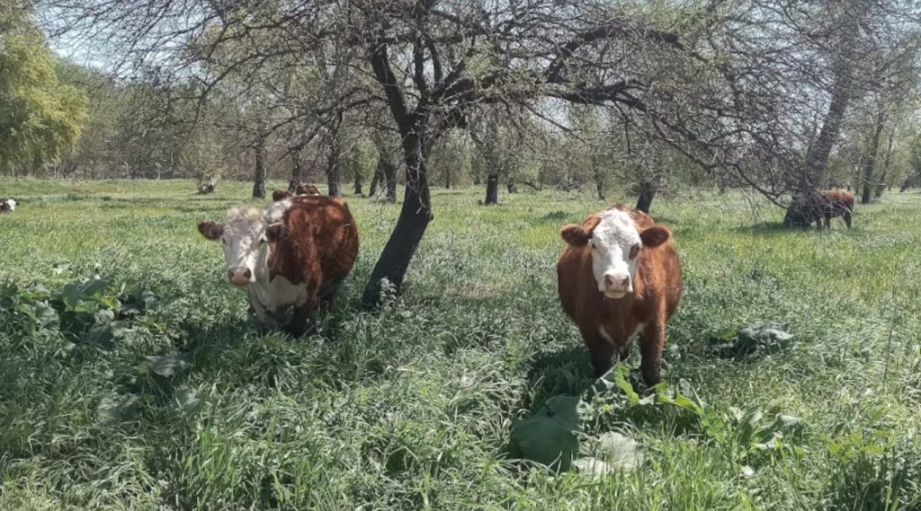 Zona de guerra: Ganaderos del Delta denuncian ataques armados y cuatrerismo con faena ilegal de&nbsp;animales