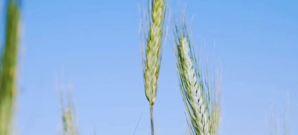 Trigo en la balanza: El potencial de la genética nacional se pone a prueba en una campaña&nbsp;«perfecta»