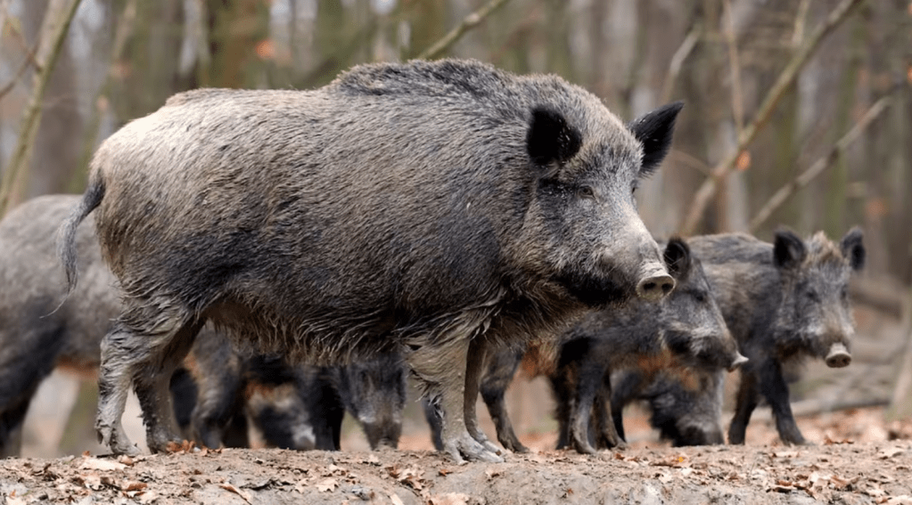 Europa en alerta por la peste porcina africana y el riesgo sanitario que preocupa al&nbsp;sector