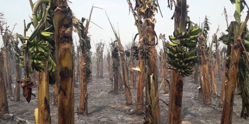 Crisis y abandono: Productores de banana formoseña claman por una «reparación histórica» ante su peor&nbsp;colapso