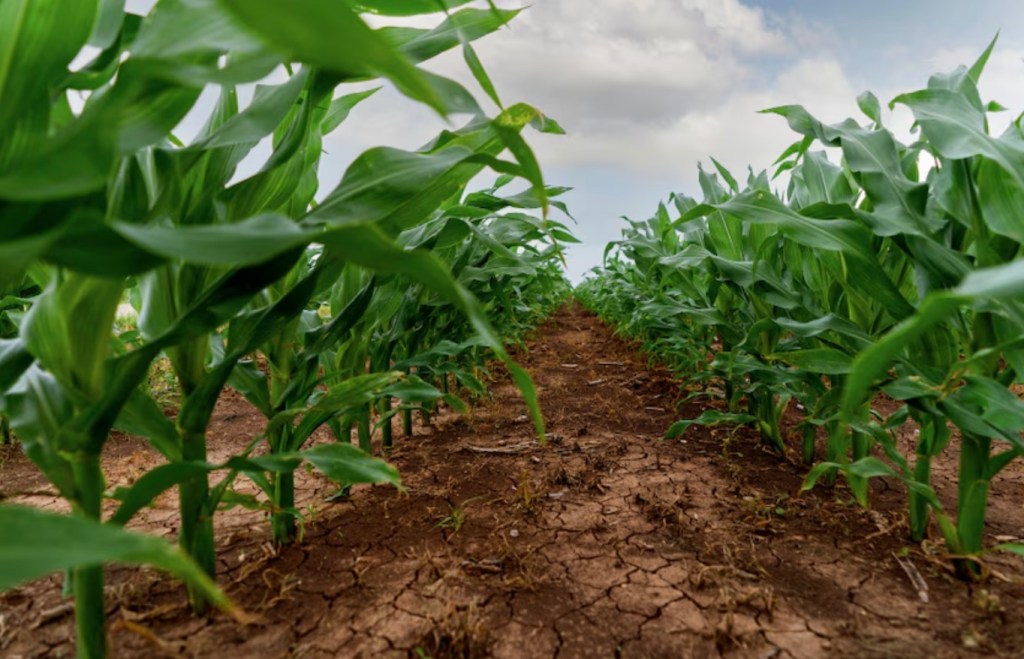 Batalla ganada: El maíz temprano está a salvo de la plaga de la chicharrita que asoló otros&nbsp;cultivos