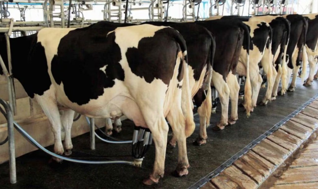 El Sector Lechero Experimenta una Notoria Transformación Hacia Unidades de Producción a Gran&nbsp;Escala