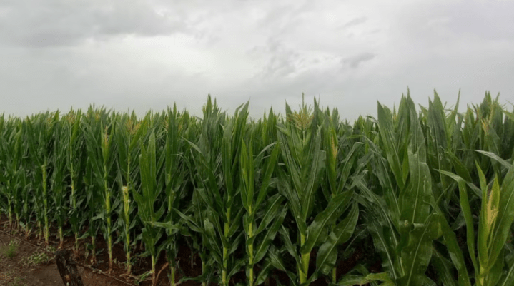 La mejora climática renueva el optimismo del campo&nbsp;argentino