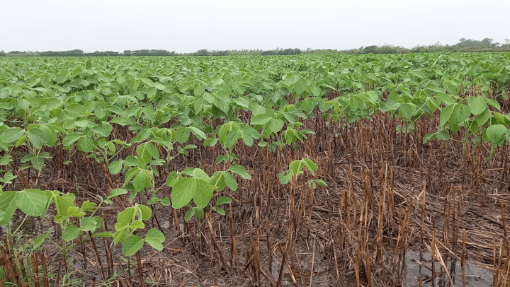 Lluvias inesperadas trajeron alivio al norte bonaerense en medio de temperaturas&nbsp;extremas