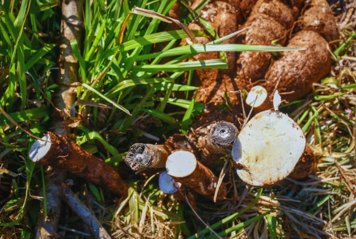 El INTA impulsa nuevas variedades de mandioca para fortalecer la producción en&nbsp;Misiones