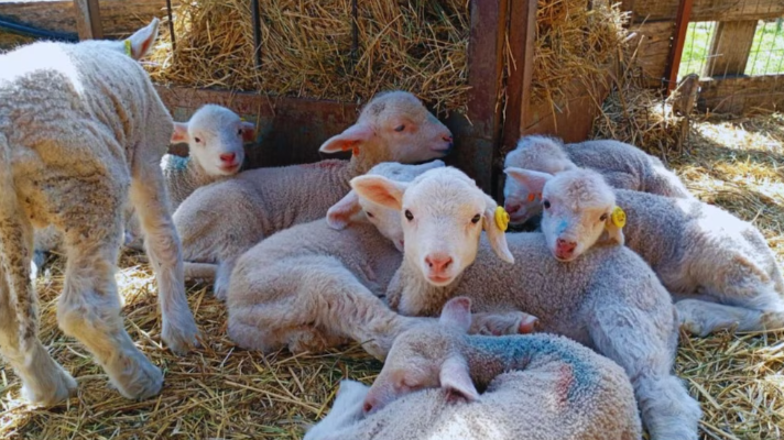 El Merino Dohne gana protagonismo en la ganadería ovina&nbsp;patagónica