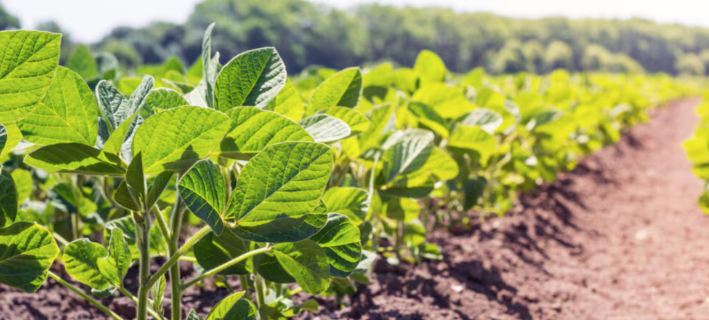 Avanza la campaña agrícola 2025/26 con alto progreso en la siembra de&nbsp;soja
