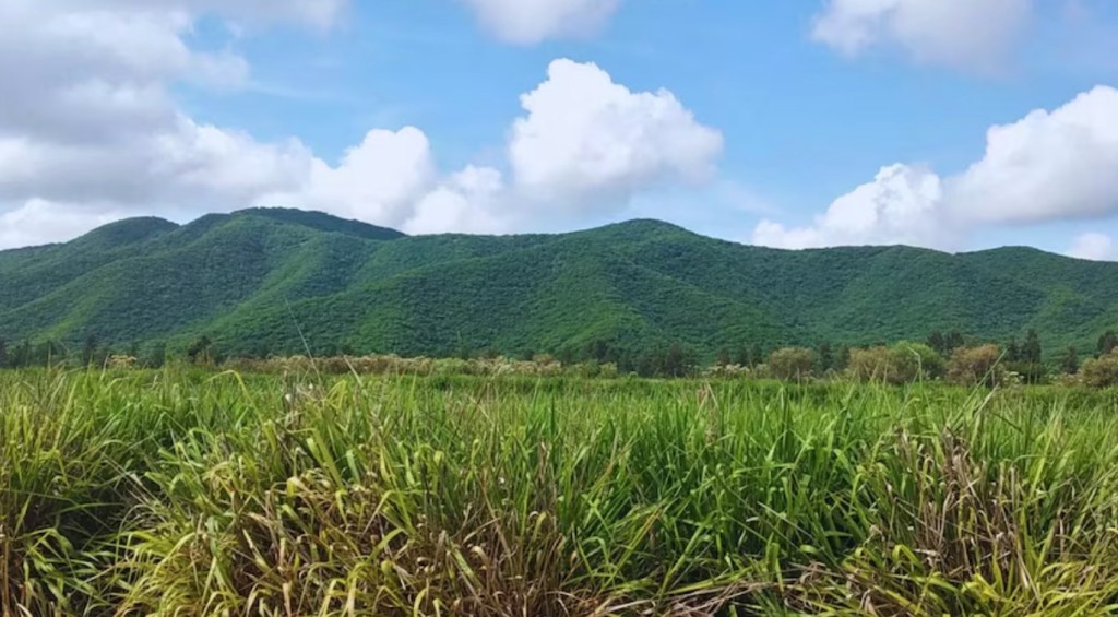 La gestión del carbono orgánico se consolida como un factor determinante para el rinde agrícola