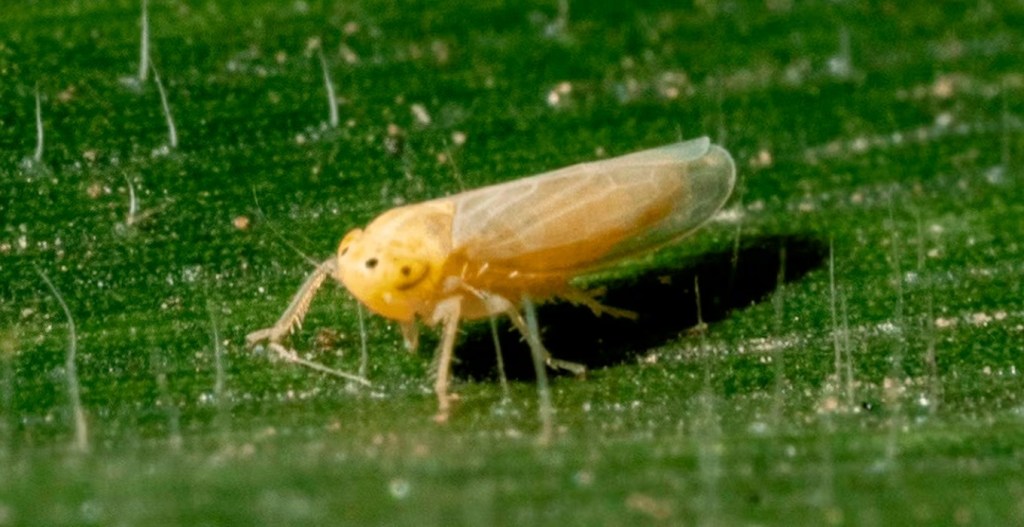 Especialistas del agro brindaron recomendaciones ante la presencia de chicharrita en el maíz