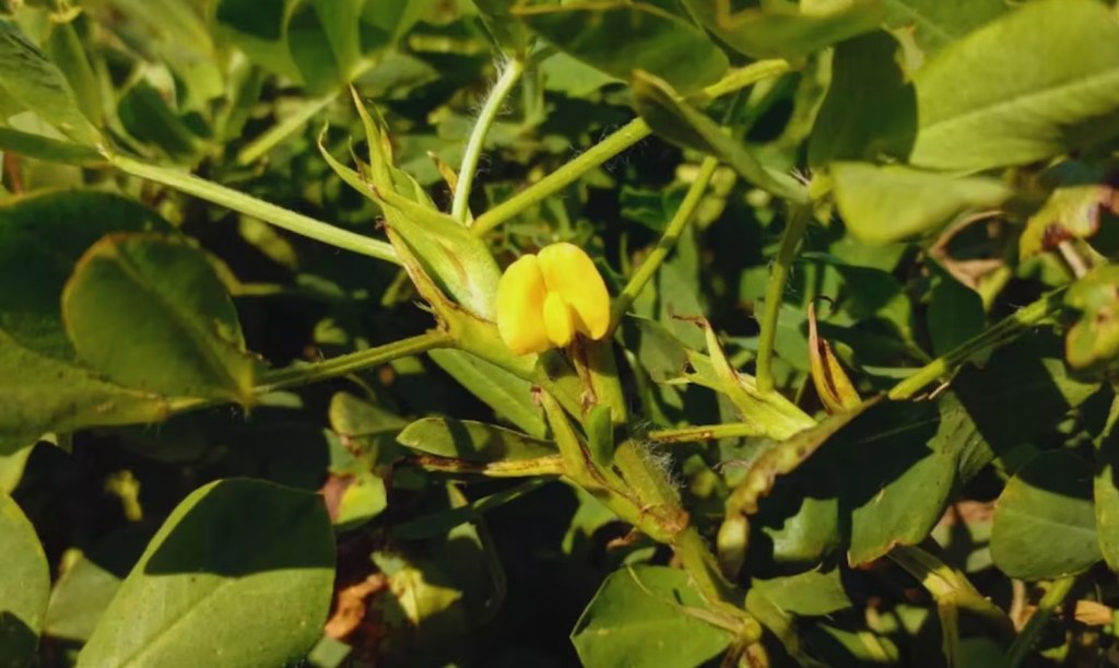 Los factores que posicionan a la producción nacional de maní en la cima del mercado&nbsp;global