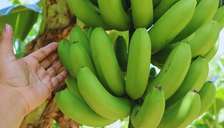 Salta: transforman banana de descarte en harina sin gluten con apoyo del&nbsp;INTA