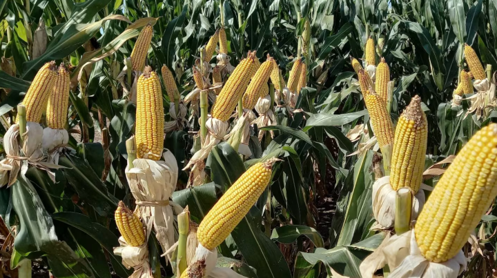 El sector agropecuario concentró el 85% de las exportaciones de&nbsp;Córdoba