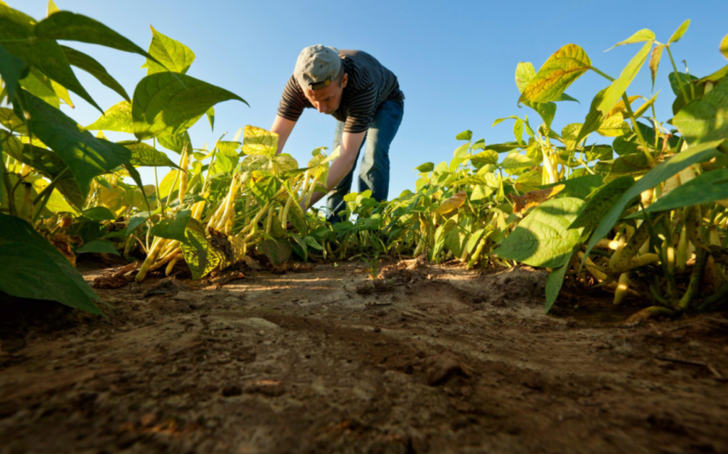 Inversión extranjera apuesta a las economías regionales con un desembolso de U$S 200 millones para pistachos, arándanos, alfalfa y&nbsp;paltas