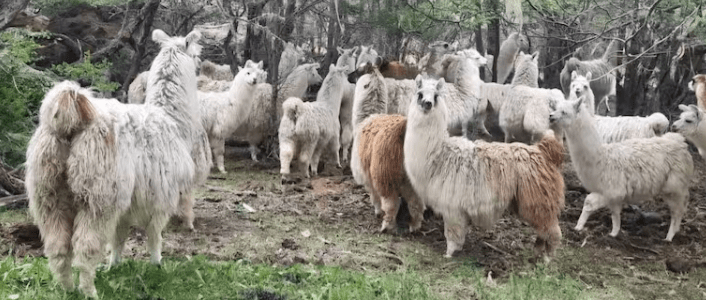 Ataque de perros causó la muerte de 30 llamas en un establecimiento rural cercano a&nbsp;Tolhuin