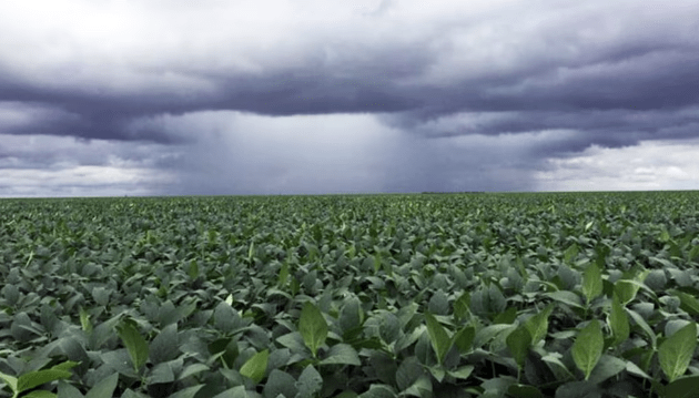 Las lluvias alivian a los cultivos de verano y fortalecen al maíz tardío