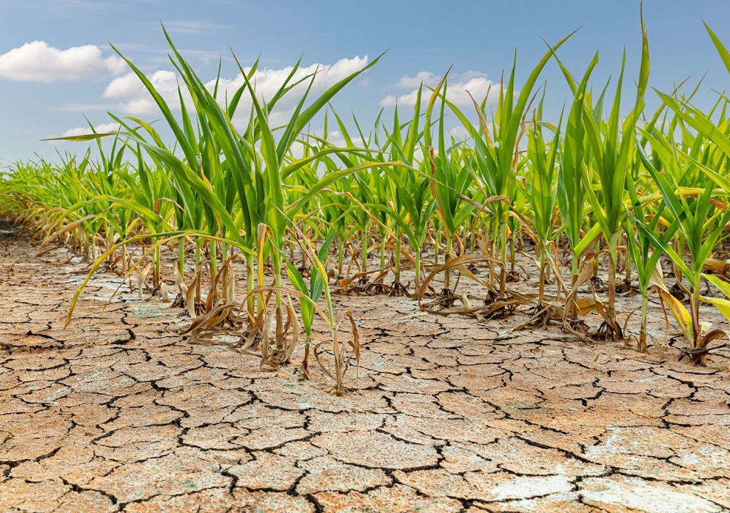 Sequía histórica en el norte de Buenos Aires amenaza al&nbsp;campo
