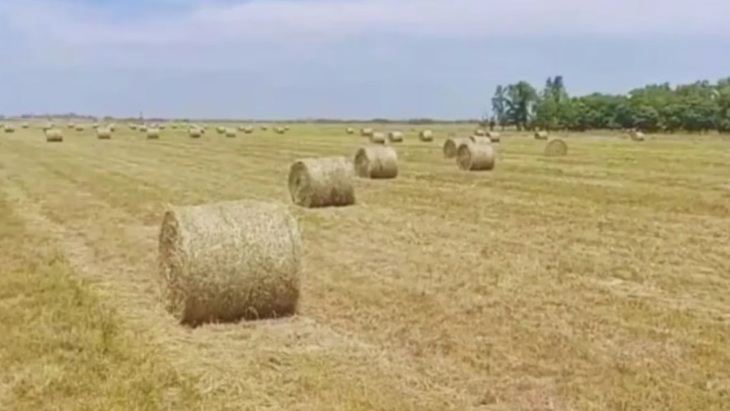 Especialistas destacan las oportunidades productivas para la ganadería que brinda la abundancia de forraje&nbsp;natural