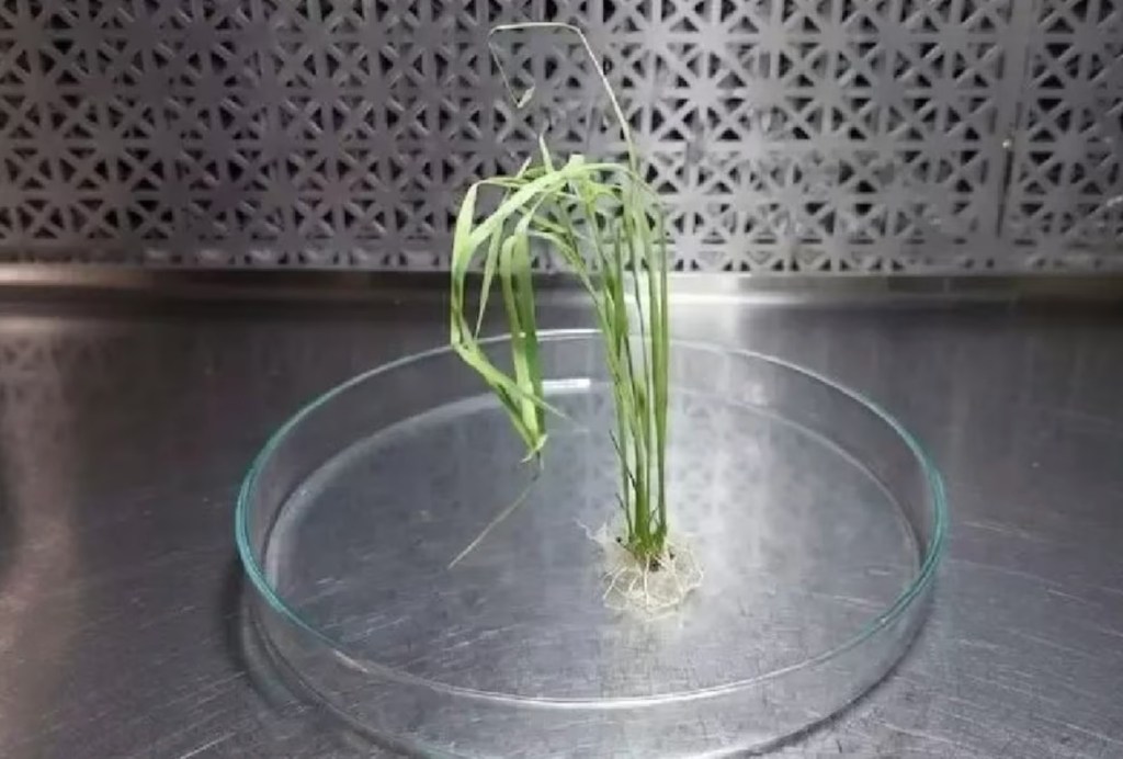 Investigadores nacionales desarrollan nuevas tecnologías para potenciar la producción&nbsp;arrocera