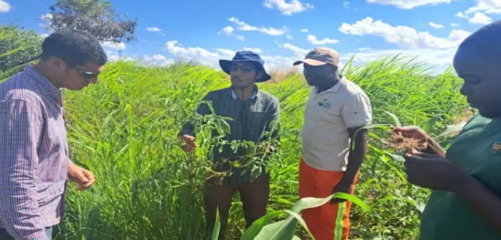 Tecnología y conocimientos argentinos se exportan para potenciar la producción agrícola en África