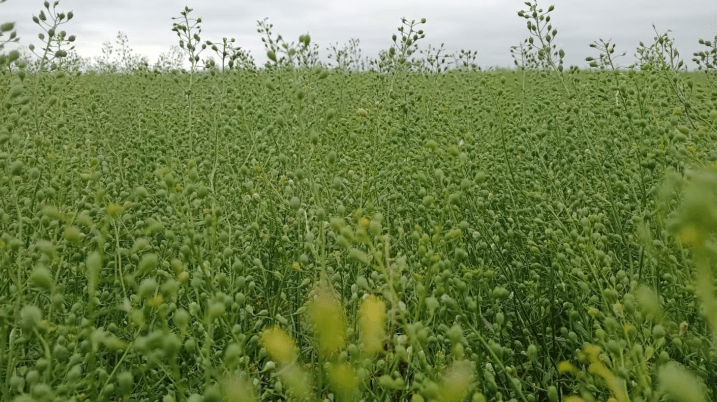 Camelina: el cultivo de invierno que gana terreno por su potencial productivo y energético