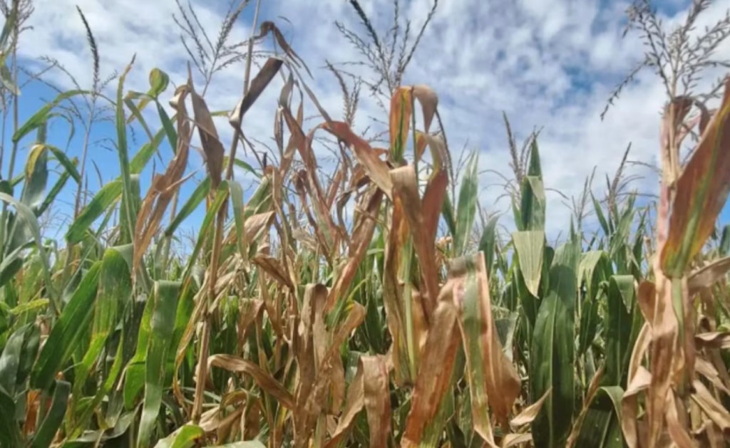 Los cultivos de maíz muestran una evolución favorable frente a la amenaza sanitaria del Spiroplasma
