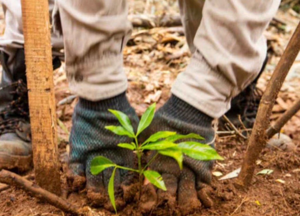 El país escala posiciones en el mercado global de créditos de carbono mediante el&nbsp;agro