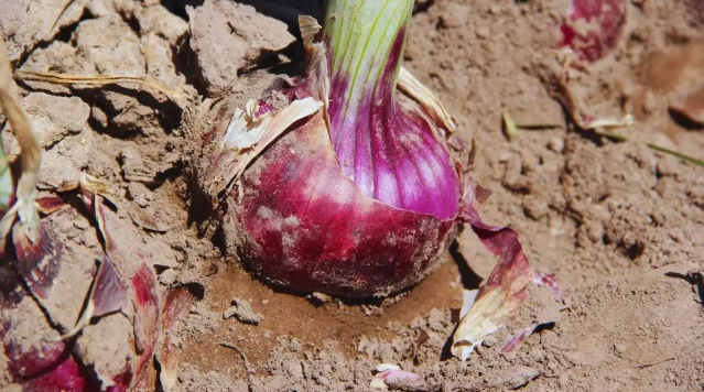Presentan una nueva cebolla roja de sabor suave y alto&nbsp;rendimiento