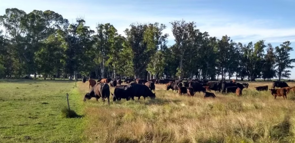 La producción de ganadería a pasto busca consolidarse mediante su valor&nbsp;agregado